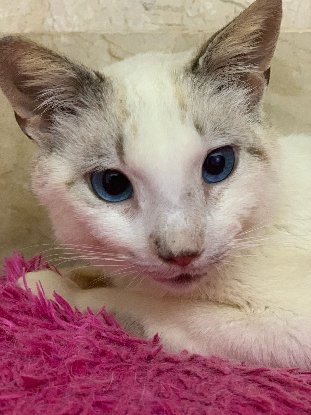 Adopter Merlin
