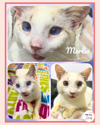 Adoption Merlin