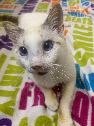 Adoption Merlin