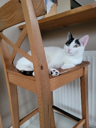 Adopter Mia
