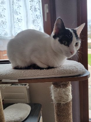 Adopter Mia