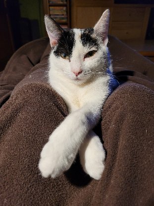 Adoption Mia