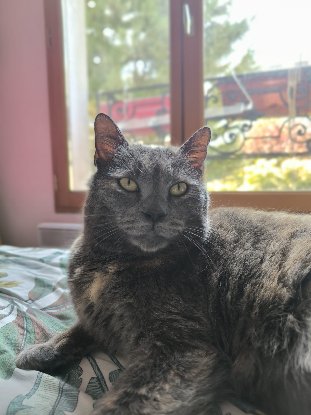 Adoption Michat