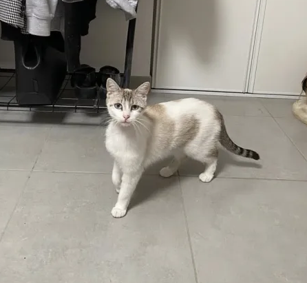 Adoption Mielle