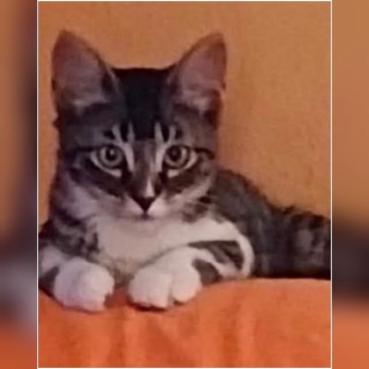 Adopter Mika