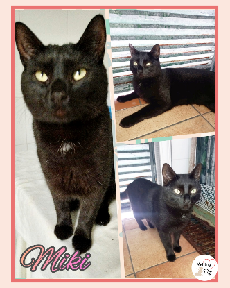 Adopter Miki