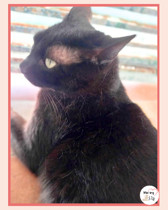 Adopter Miki