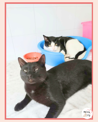 Adopter Miki