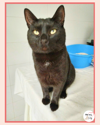 Adoption Miki