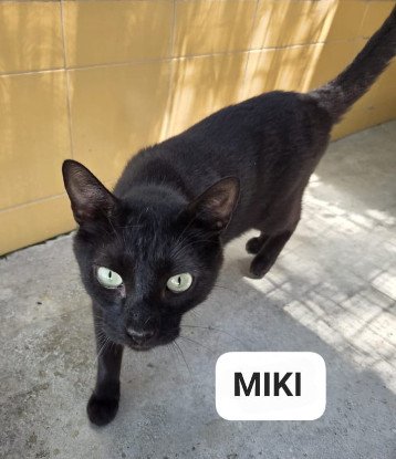 Adoption Miki