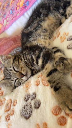 Adopter Milo