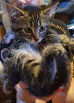 Adopter Milo