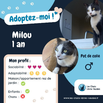 Adopter Milou