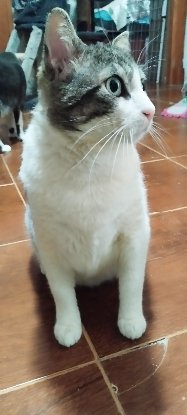 Adopter Milow