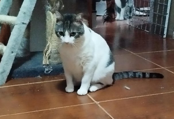 Adopter Milow