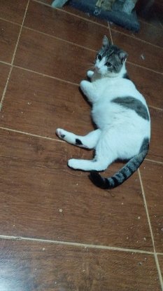 Adopter Milow