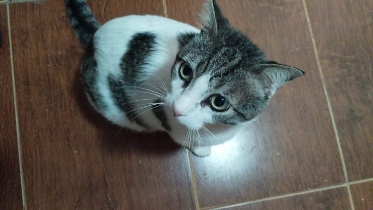Adoption Milow