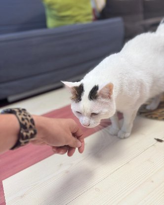 Adopter Mimi
