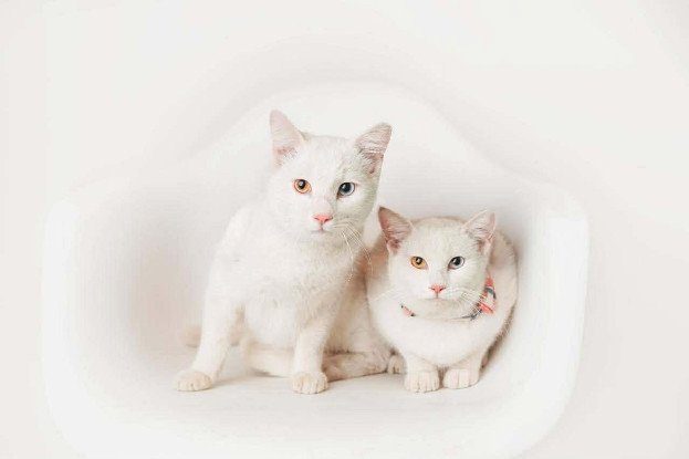 Adopter Mimi & toto