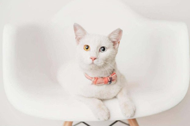Adopter Mimi & toto