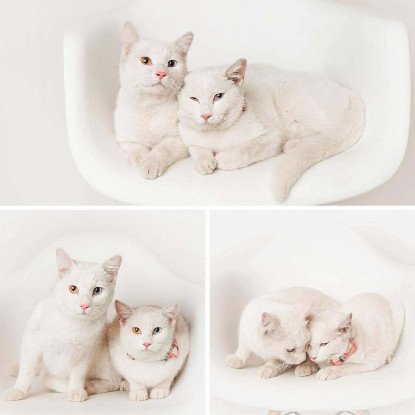 Adoption Mimi & toto