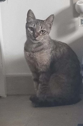 Adopter Mimine