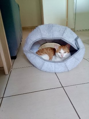 Adopter Minion