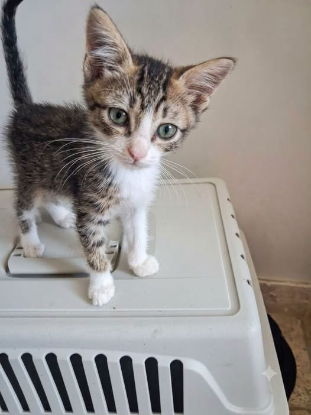 Adopter Miou