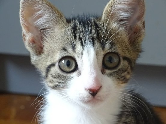 Adopter Mizuty