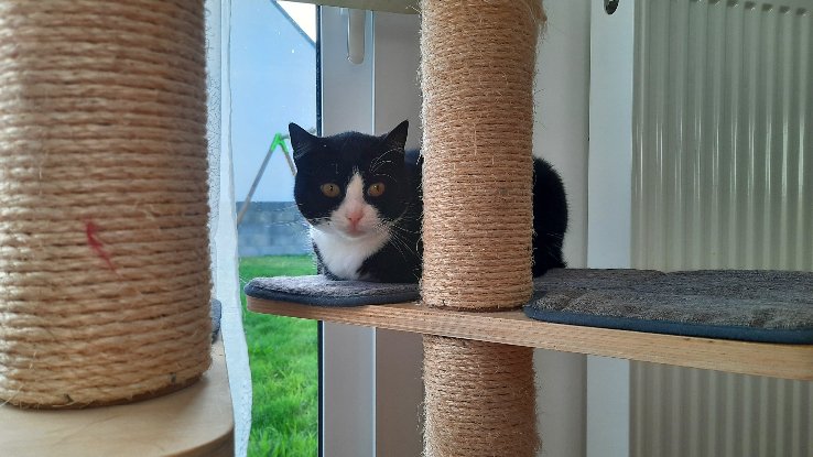 Adopter Moore