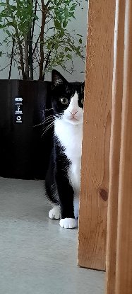 Adopter Moore