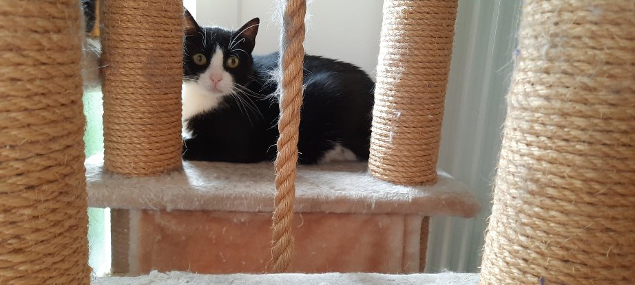Adoption Moore