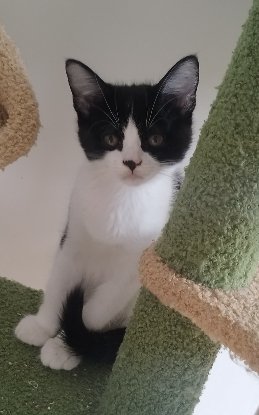 Adopter Moosh