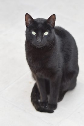 Adopter Morgan