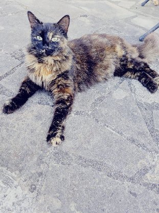 Adopter Moumoune