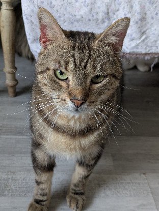 Adopter Mousse