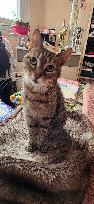 Adopter Muezza