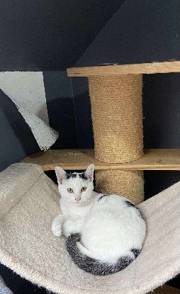 Adopter Mushu