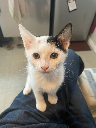 Adopter Mya