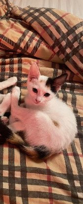 Adopter Mya