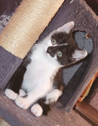 Adopter Myrtille