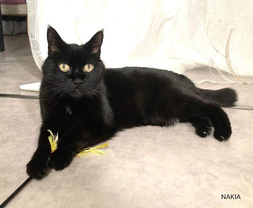 Adopter Nakia