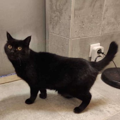 Adopter Nakia