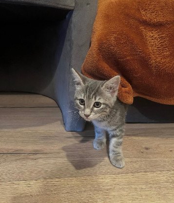 Adopter Nala
