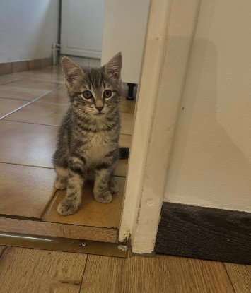 Adopter Nala
