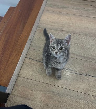 Adoption Nala