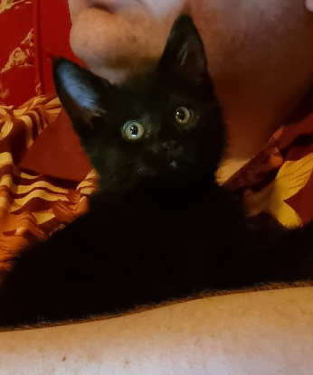 Adopter Néa