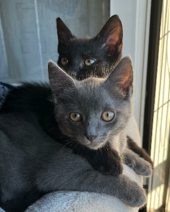 Adopter Neela & janie