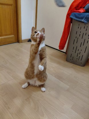 Adopter Neko