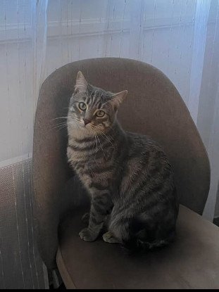 Adopter Nemir